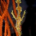 pipefish_ghost_ornate_rr_sur_v_0090_tha1568.jpg